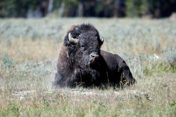 Wildlife Yellowstone<br>NIKON D4, 500 mm, 640 ISO,  1/1600 sec,  f : 5.6 , Distance : 50 m